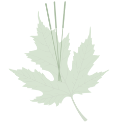 green leaf