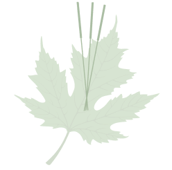 green leaf